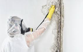 Why You Should Choose Our Mold Remediation Services in Mobridge, SD